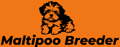 Maltipoo Breeder